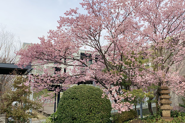 大学近況 「RYUKA HALL横の桜が満開です」