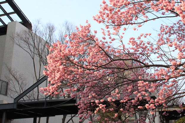 河津桜 写真1