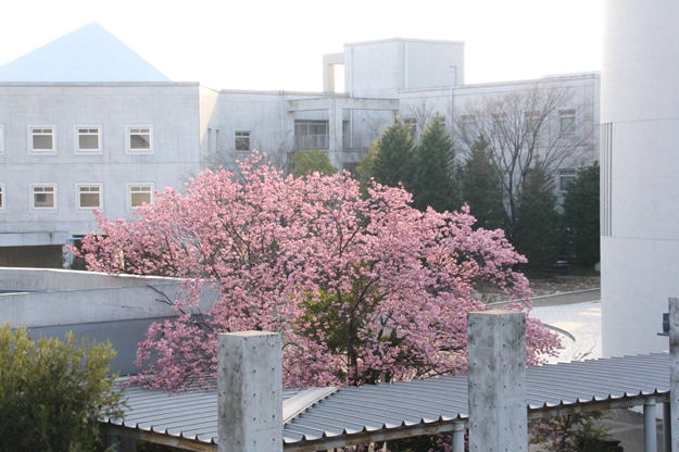 河津桜 写真2